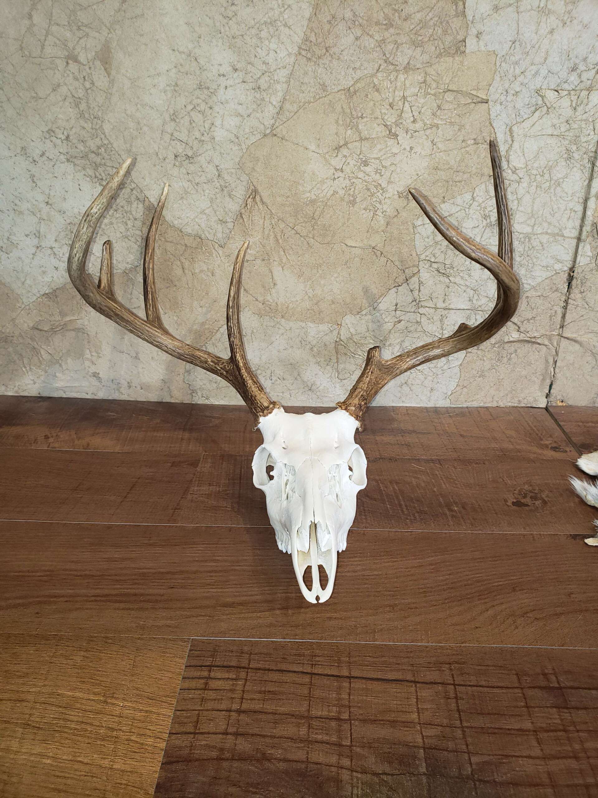 Deer skull with large antlers on a brown wooden surface, against a textured tan and brown background.