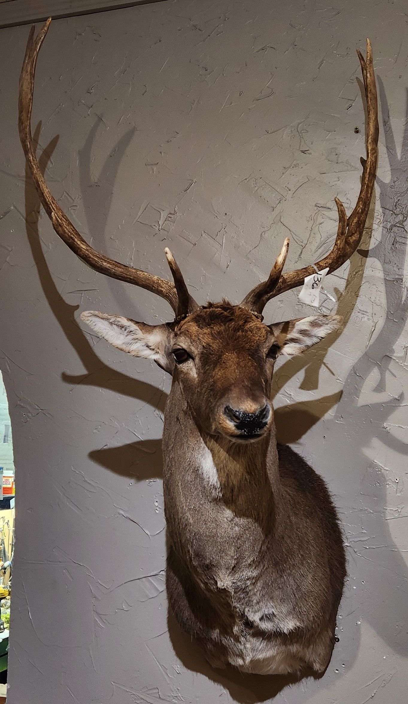 Taxidermied deer head mounted on a concrete wall, casting a shadow.