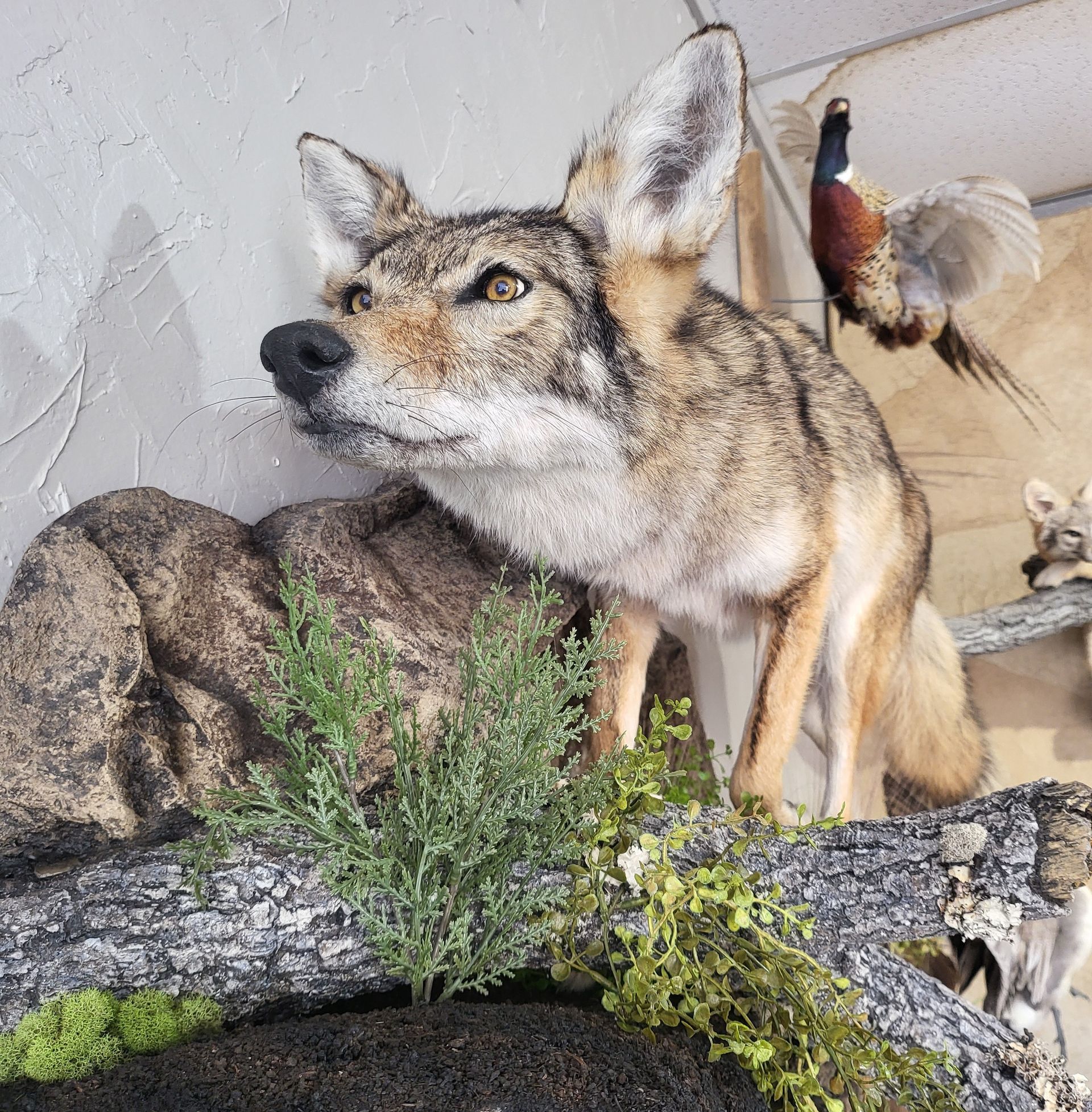Taxidermied coyote on a log with greenery, looking to the left, with a mounted pheasant in the background.