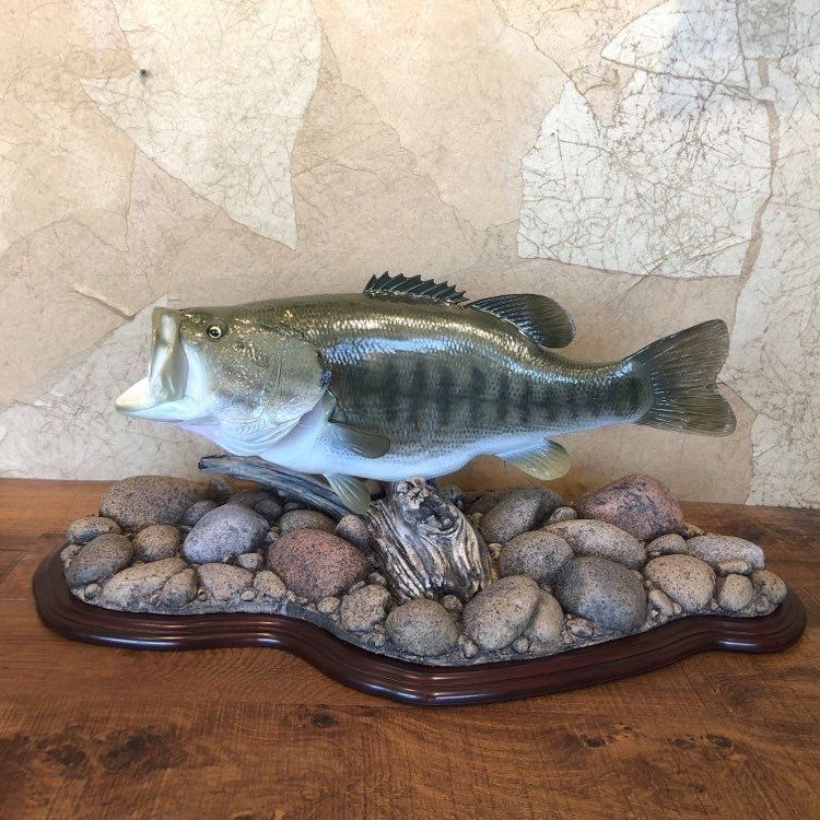 Taxidermied largemouth bass with open mouth, mounted on a base of rocks and wood.