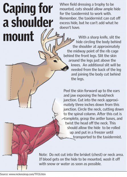 Diagram showing how to skin a deer for a shoulder mount, with text describing the process.