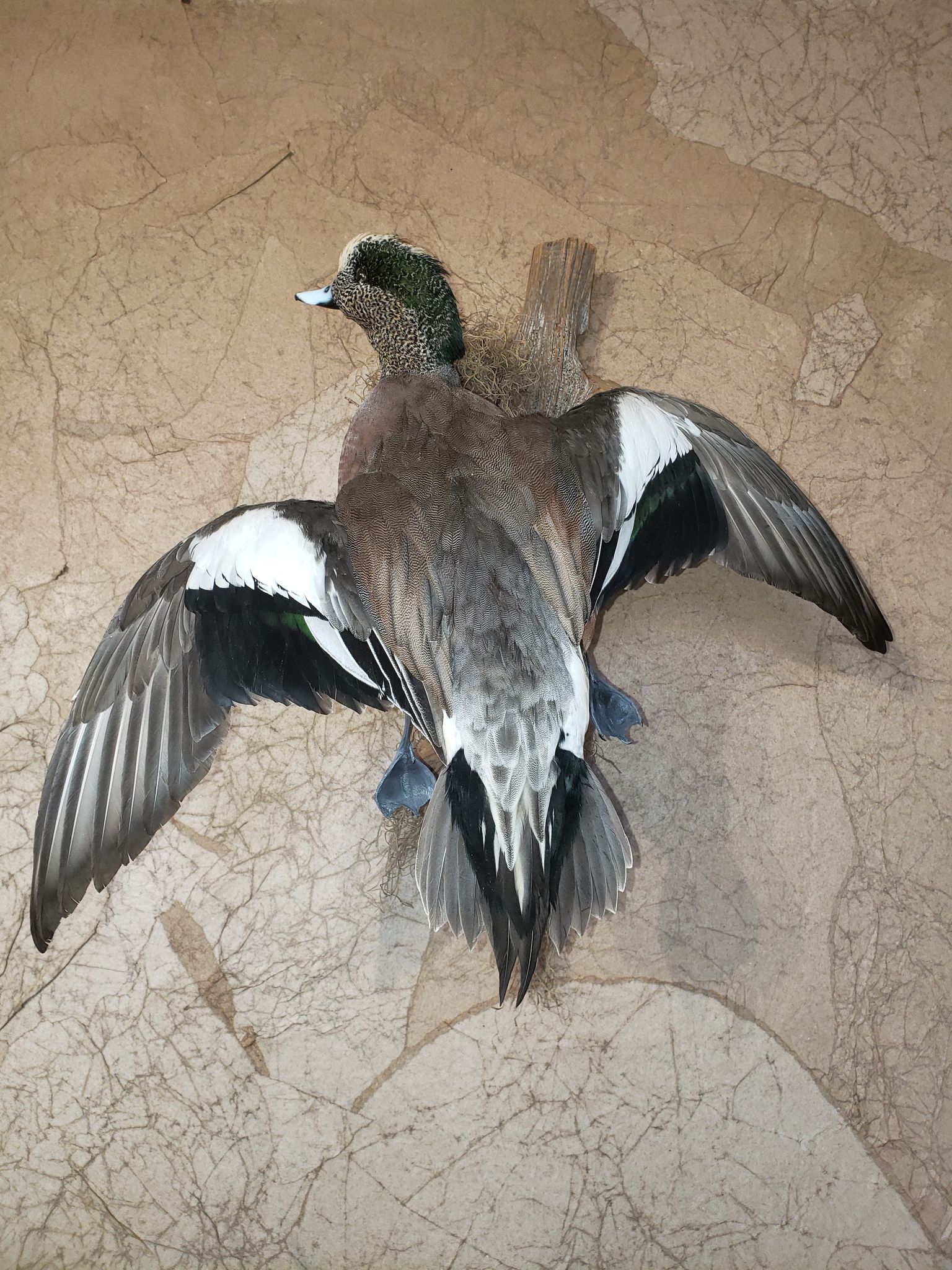 Mounted duck with outstretched wings against a textured tan wall; feathers display brown, white, and black.