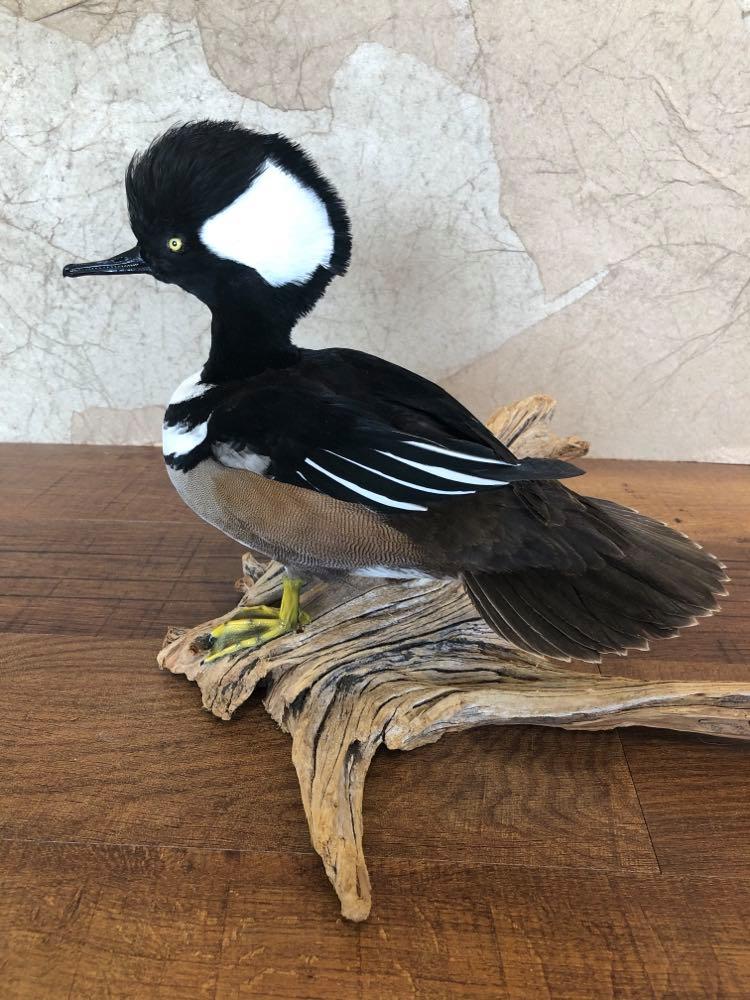 A taxidermied hooded merganser duck perched on driftwood, with a striking white head crest and yellow feet.