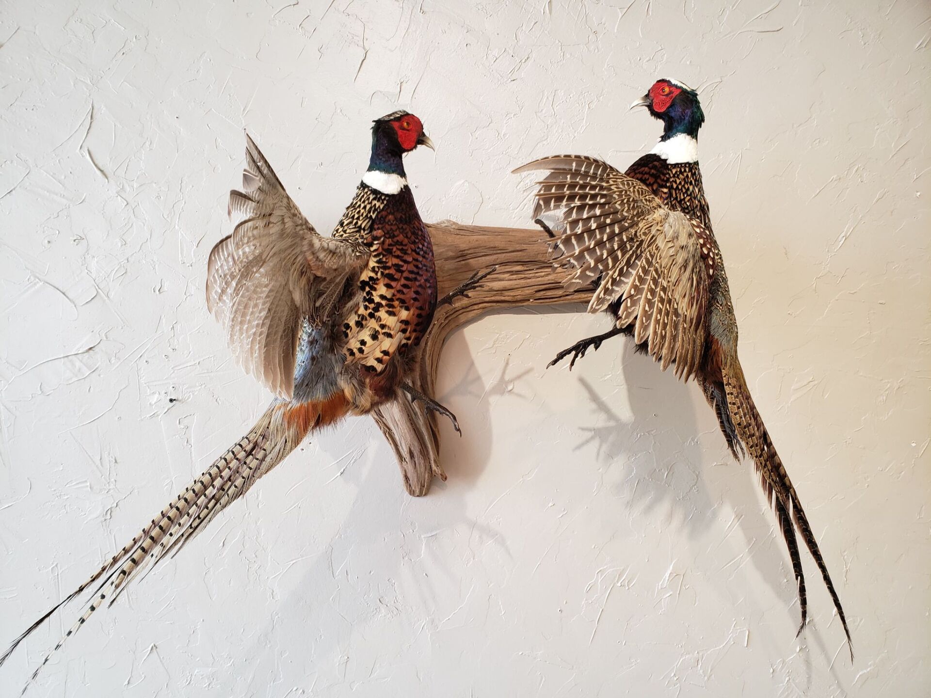 Two taxidermied pheasants with ornate feathers perched on a branch against a white wall.