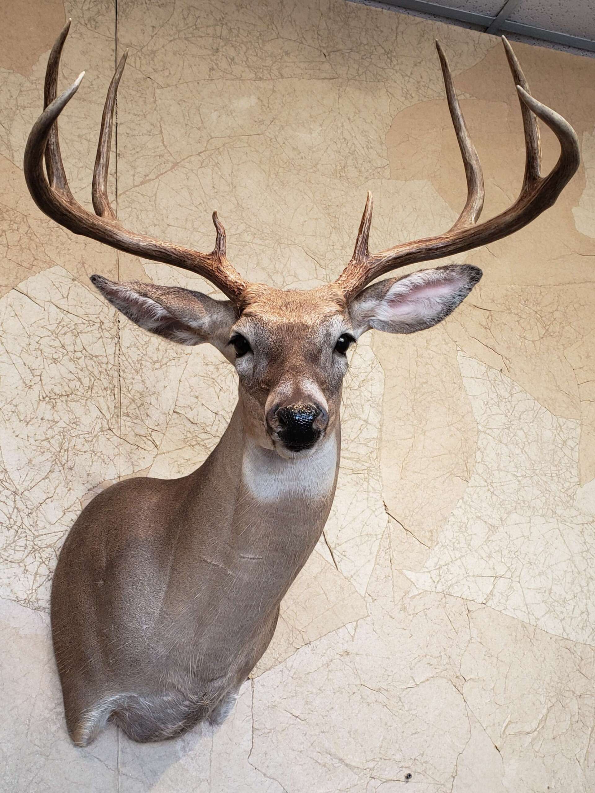 Taxidermied deer head with large antlers mounted on a beige wall.