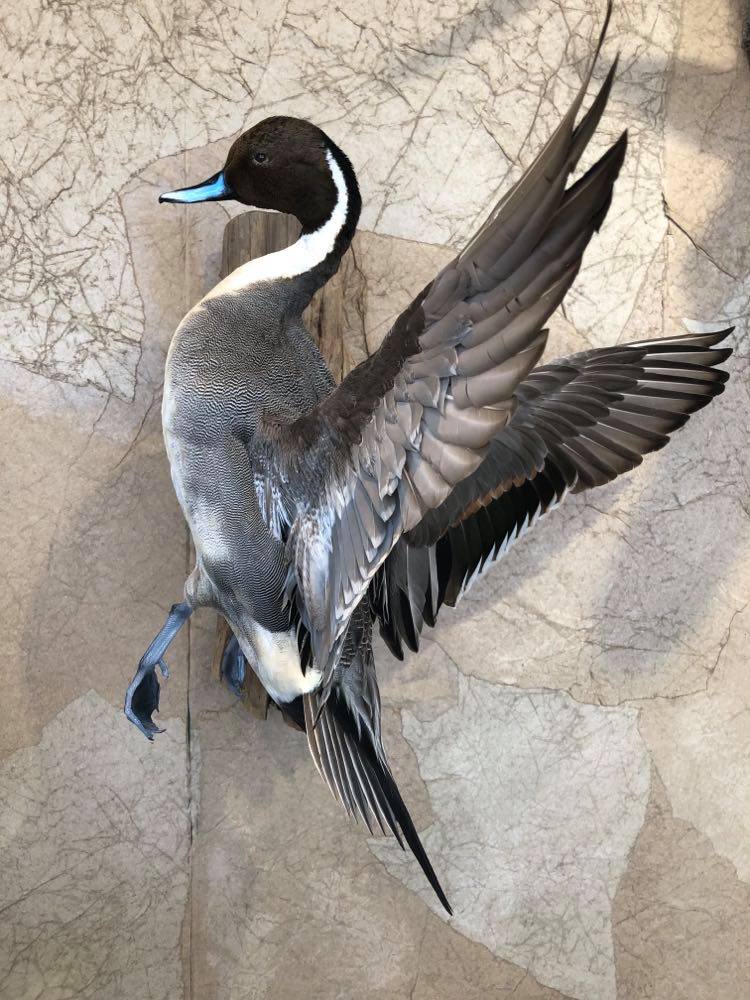 Taxidermied male Northern Pintail duck, wings spread, on a textured wall.