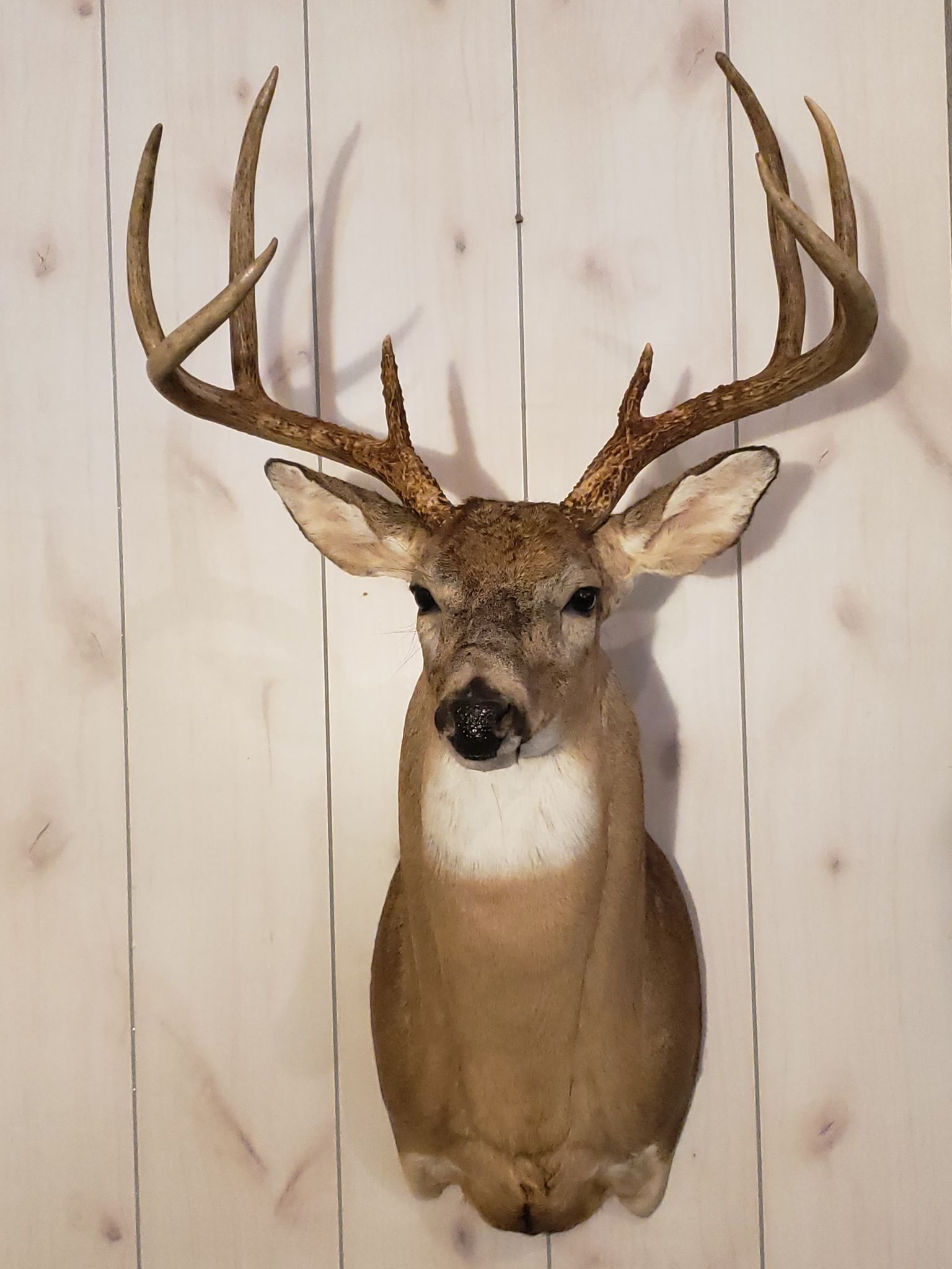 Deer head taxidermy mount on a light-colored wood-paneled wall, antlers pointing up.