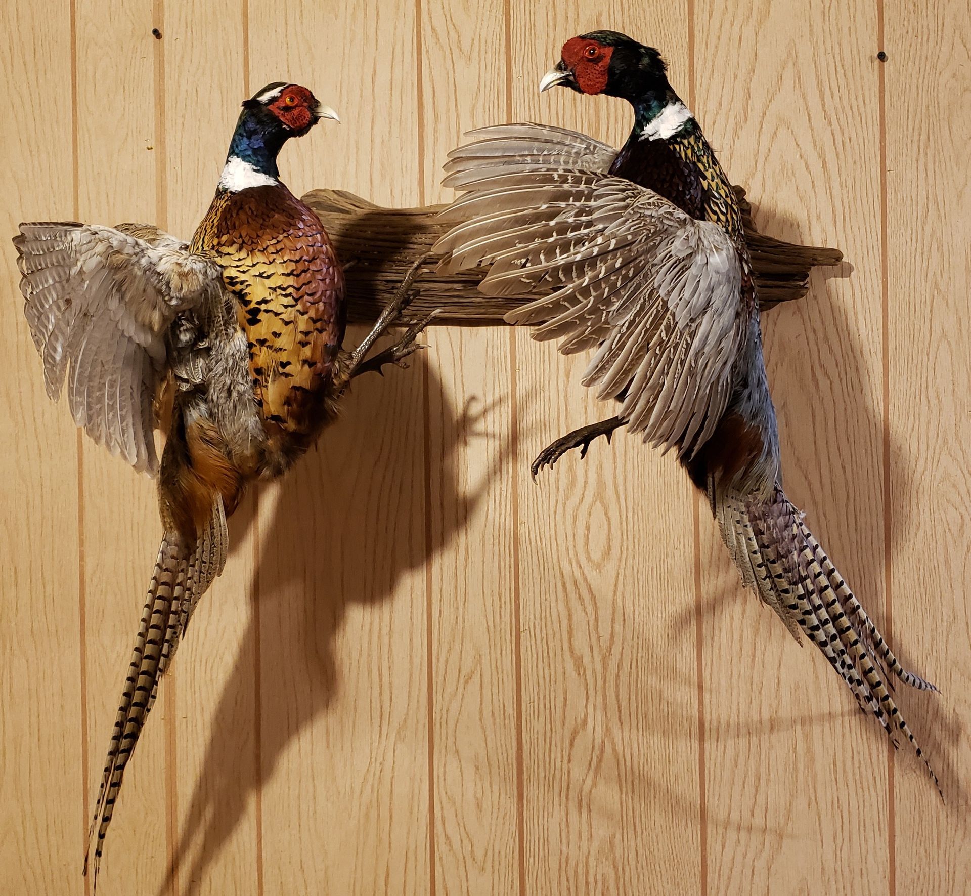 Two taxidermied pheasants with spread wings perched on a wooden beam, mounted on a wood-paneled wall.