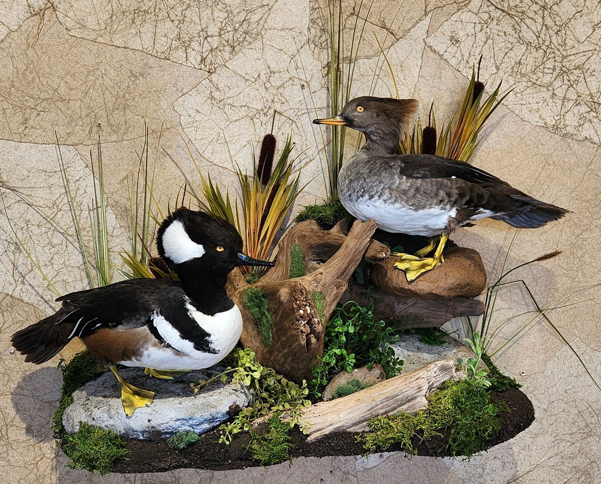 Taxidermied hooded mergansers on a display with plants and rocks. One male, one female.