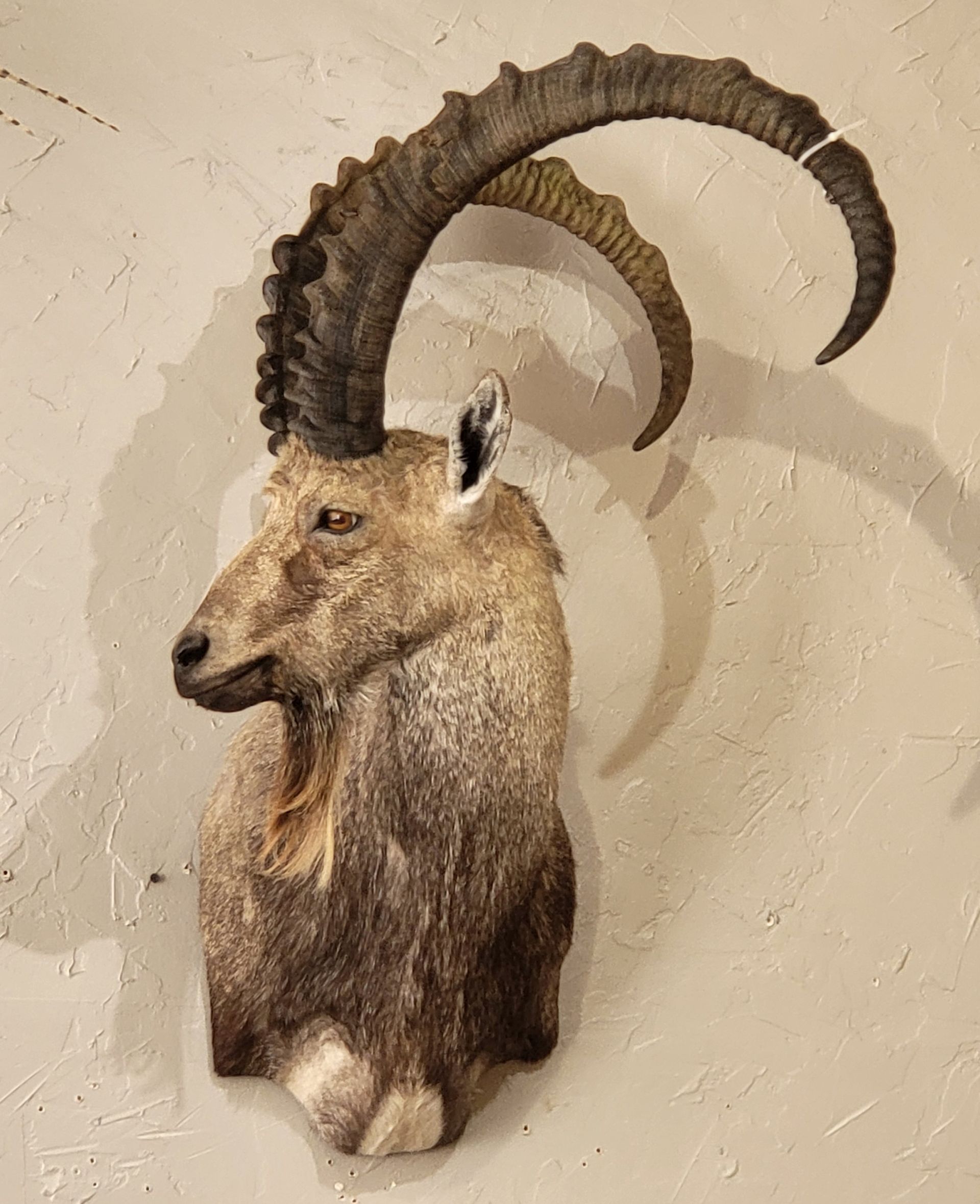 Taxidermied ibex head mounted on a beige wall, featuring large, curved horns and brown fur.