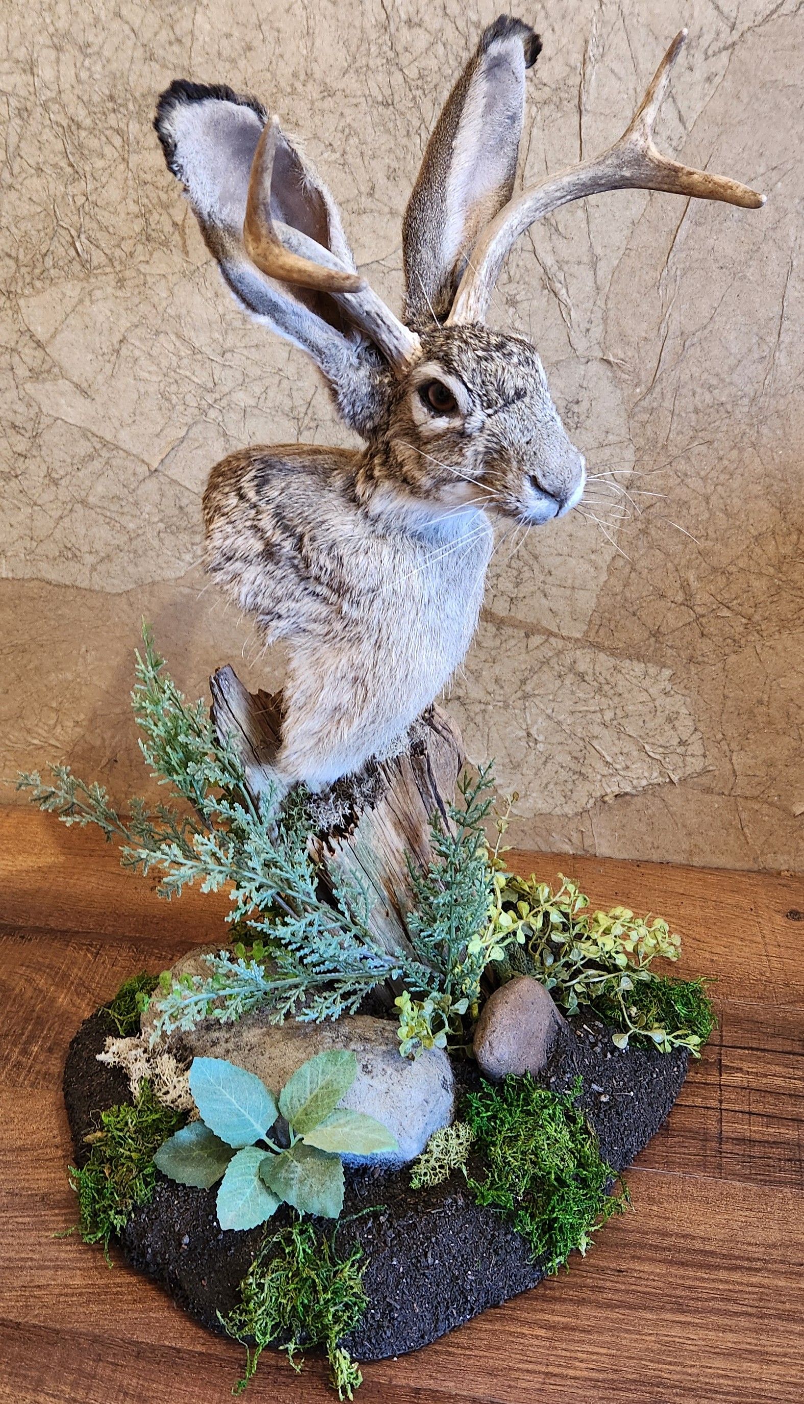 Taxidermied hare bust mounted on a base with greenery and a rock.