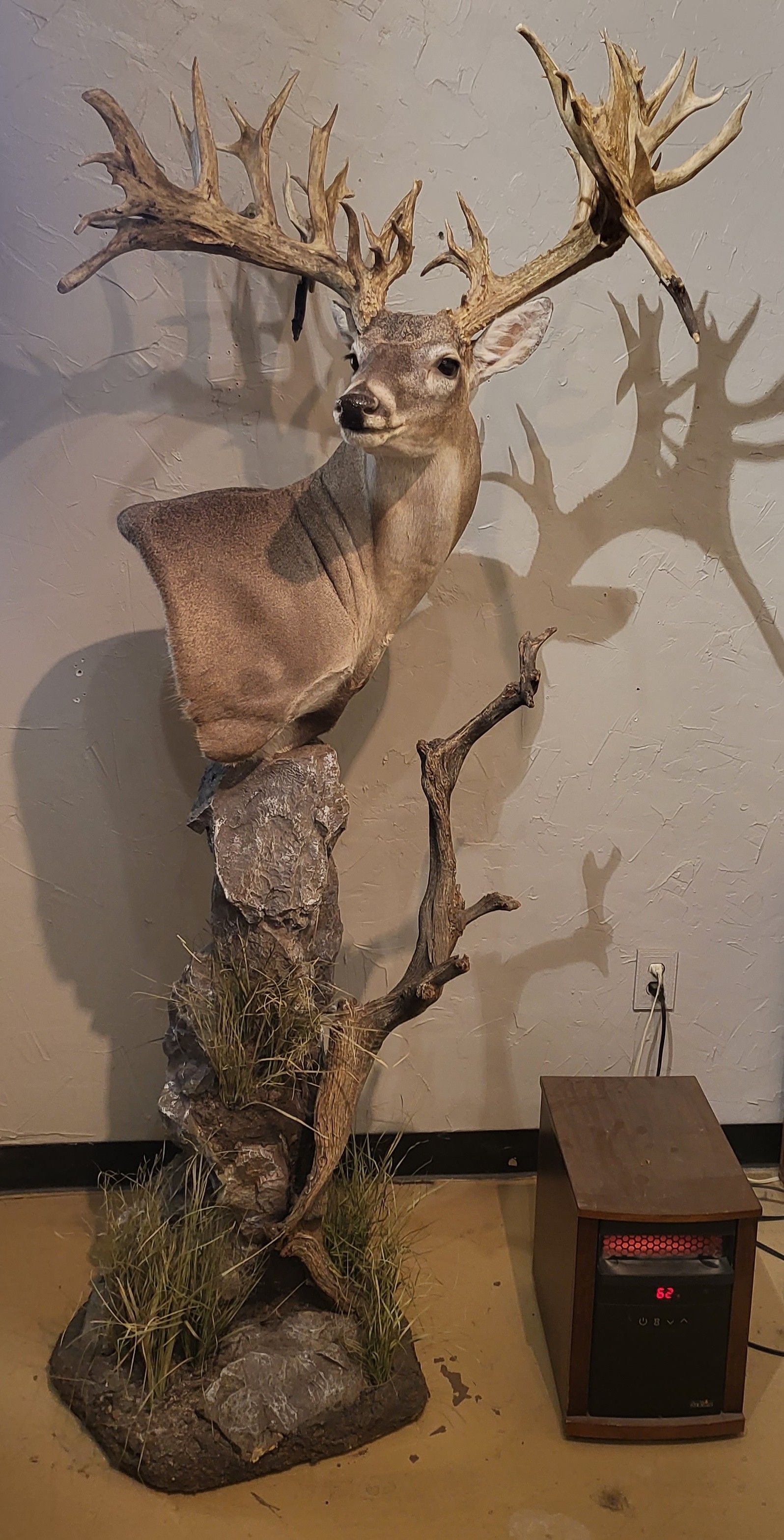 Taxidermied deer head with large antlers mounted on a wooden post with a small wooden box next to it.