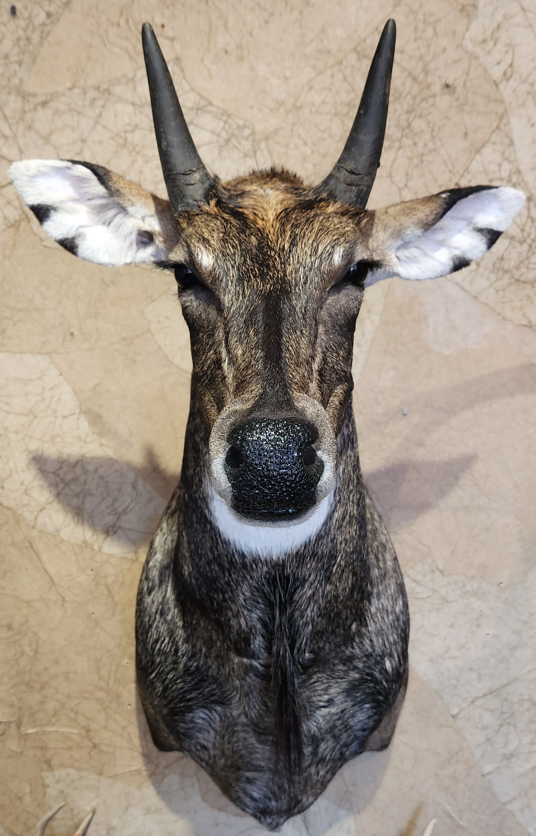 Taxidermied male bushbuck head with dark horns and gray-brown fur mounted on a wall.
