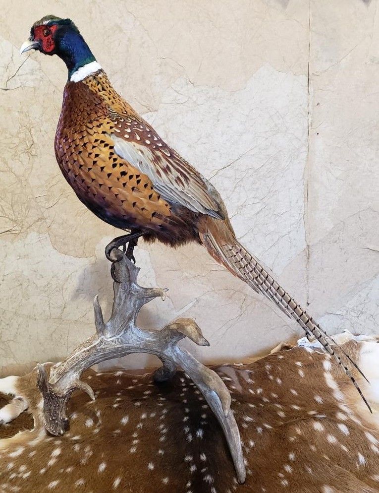 Taxidermied pheasant perched on antlers, set against a mottled backdrop, on a patterned hide.