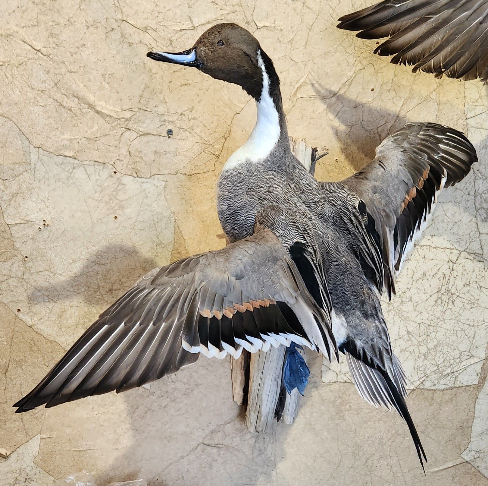 Taxidermied male northern pintail duck with spread wings. Gray, brown, and white plumage.