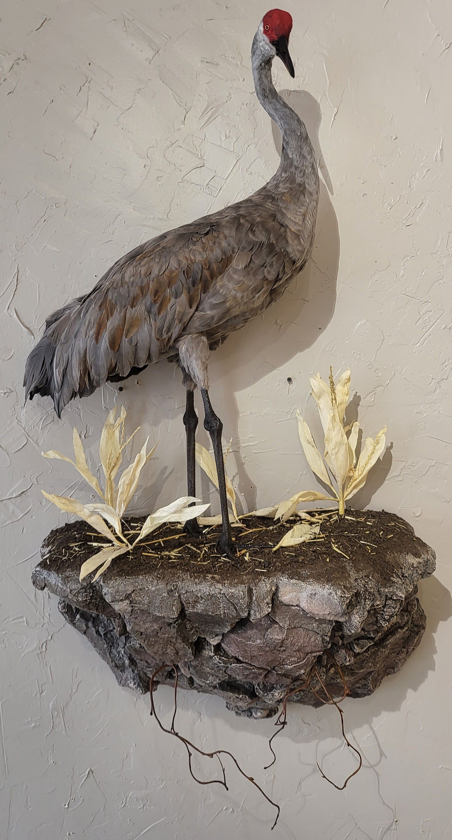 Taxidermied sandhill crane on a stone mount with faux foliage against a light-colored wall.