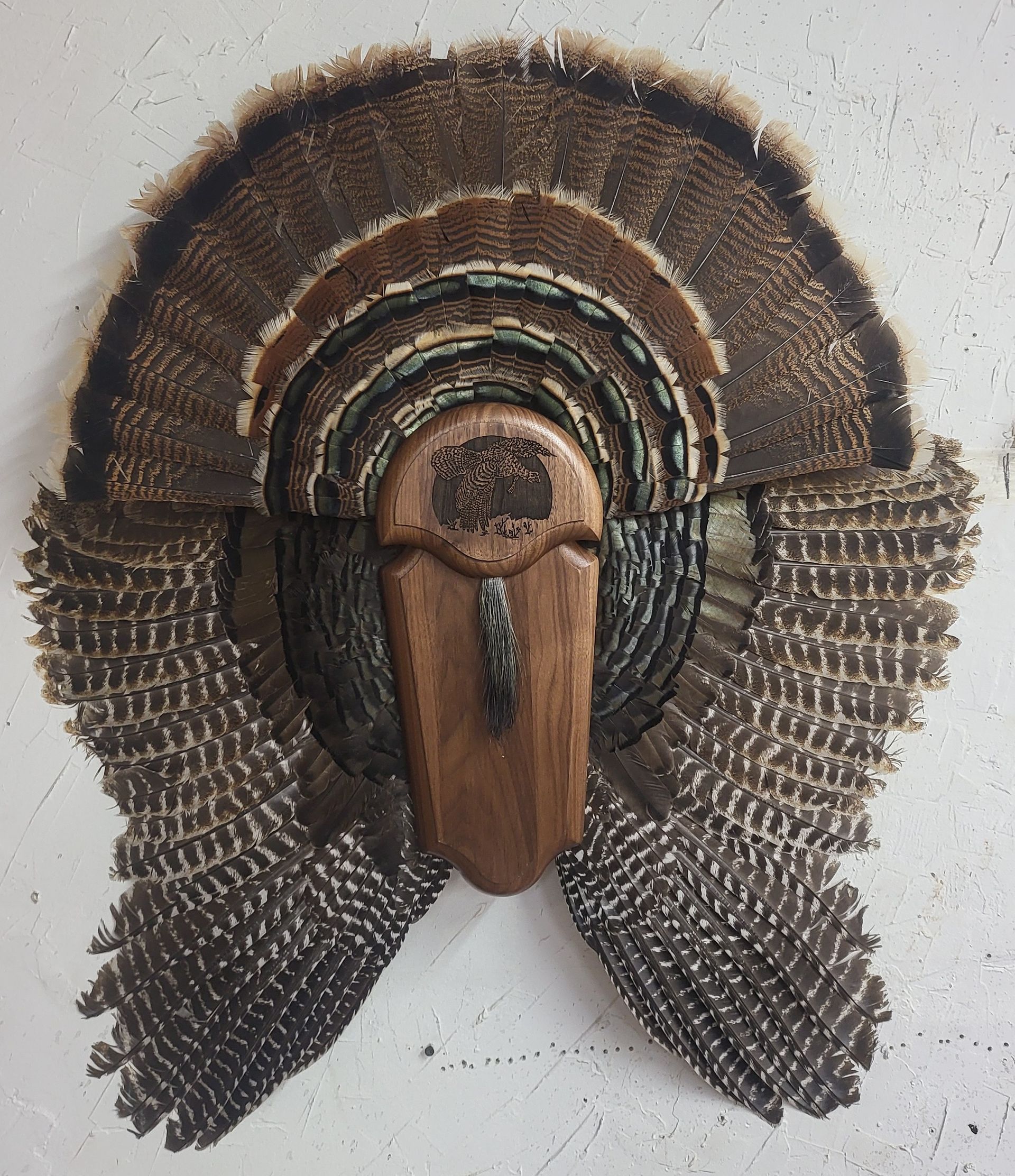 Turkey fan and beard mounted on a wooden plaque, shades of brown and black, rustic design.