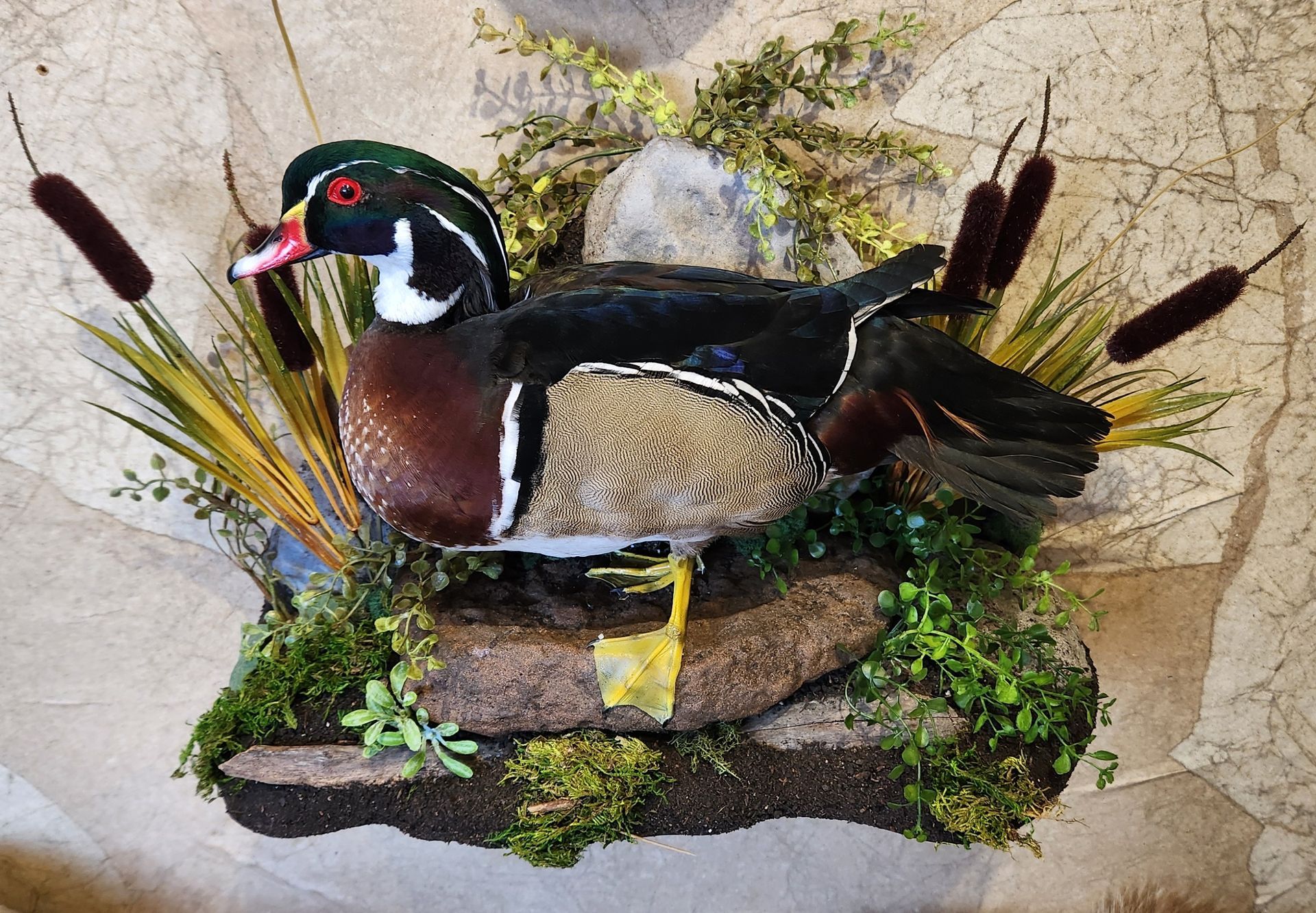 Taxidermied wood duck mounted on a rock with cattails and foliage against a mottled background.