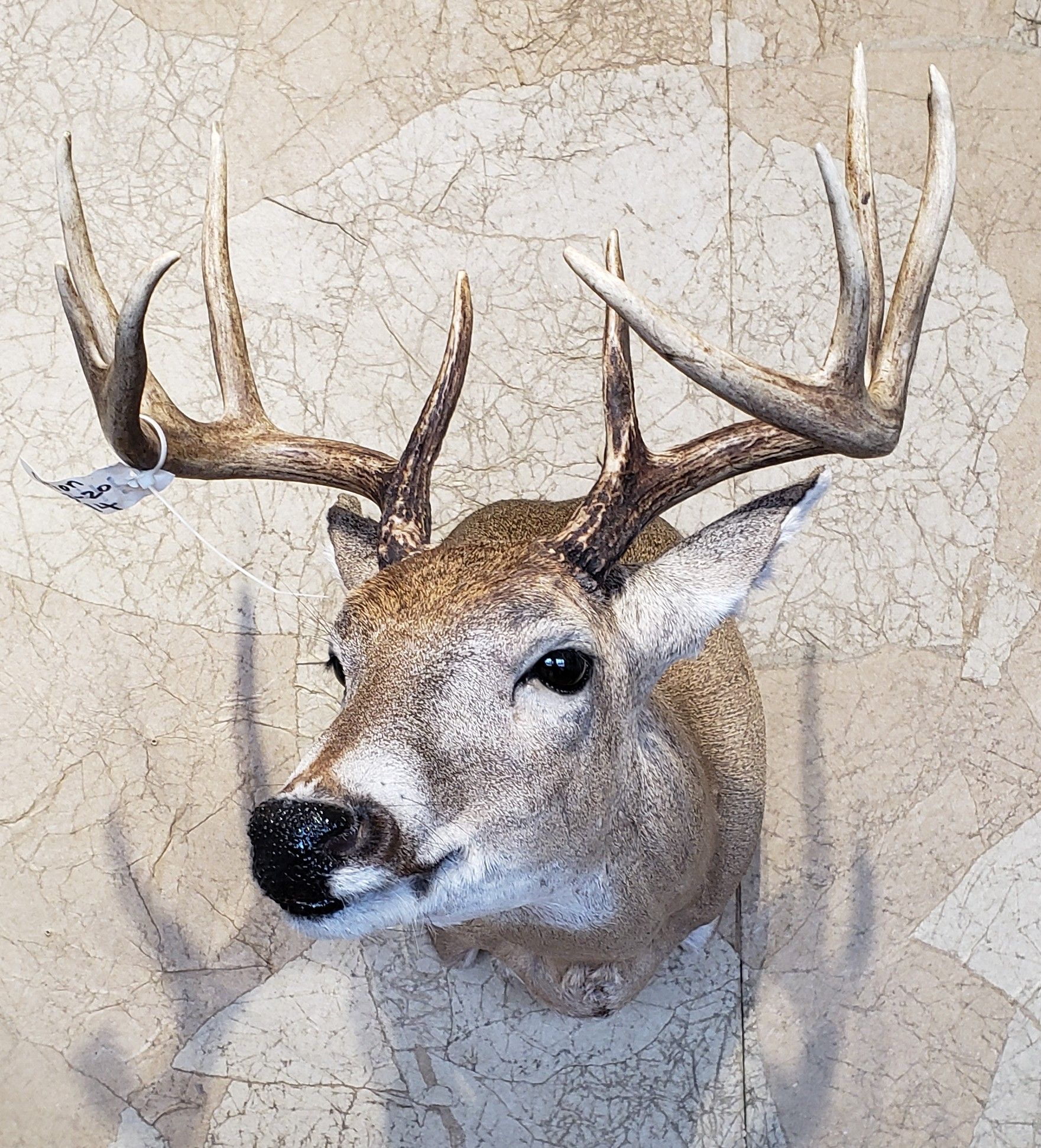 Taxidermied deer head with large antlers mounted on a wall.