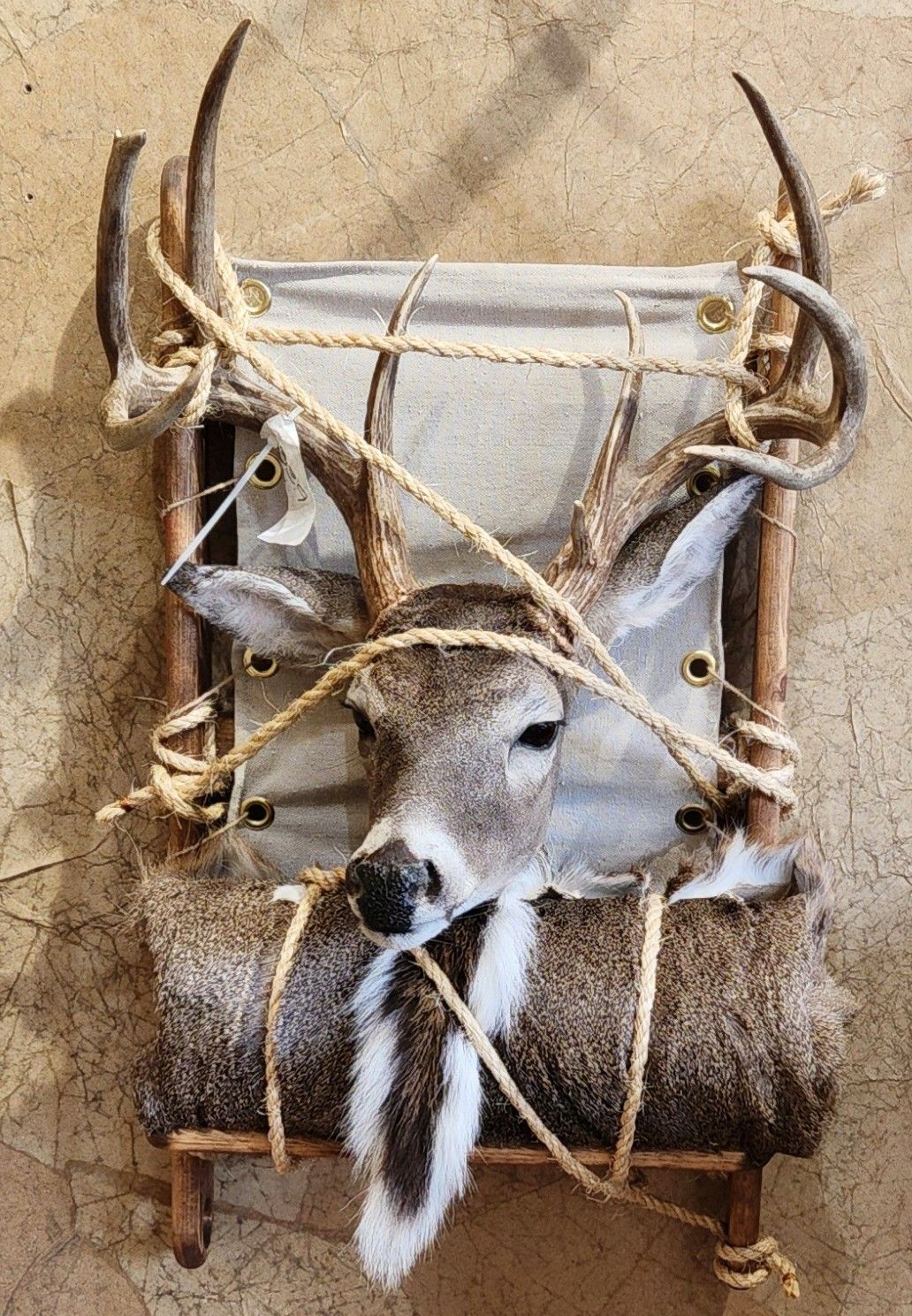 Deer head mount on a vintage pack frame, secured with rope. Brown, beige, and white colors.
