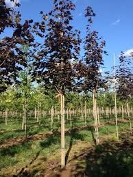 Shade trees installed at property in Winona Lake near Warsaw, IN