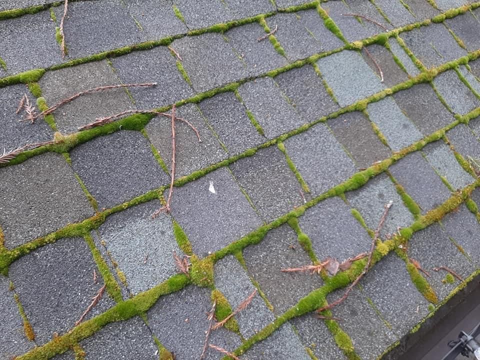 Pressure Pros Soft Washing LLC | a close up of a roof with moss growing on it.