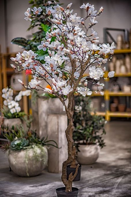 Un albero con fiori bianchi in un vaso in una stanza.