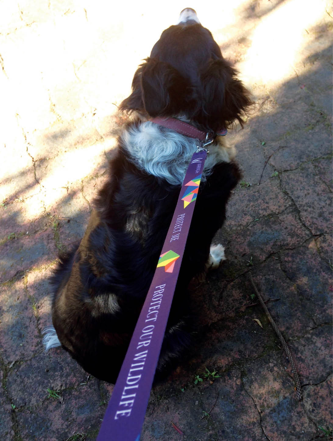 Sydney graphic designer, corporate graphic design, branding design, dog lead design, dog lead printing, council design