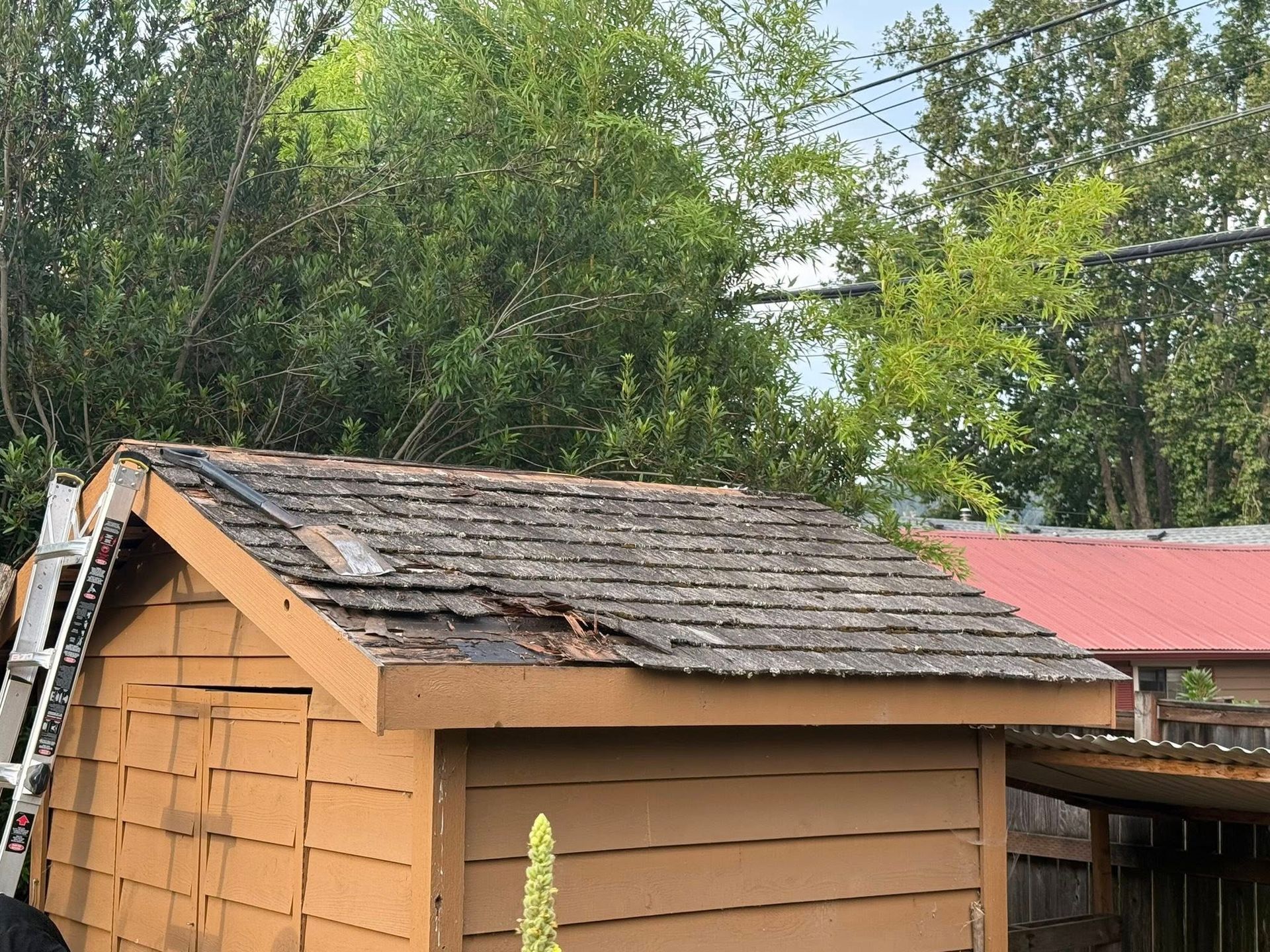 Brown shed with damaged wooden roof, ladder on side, trees in the background.