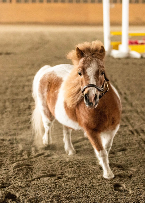 a pony