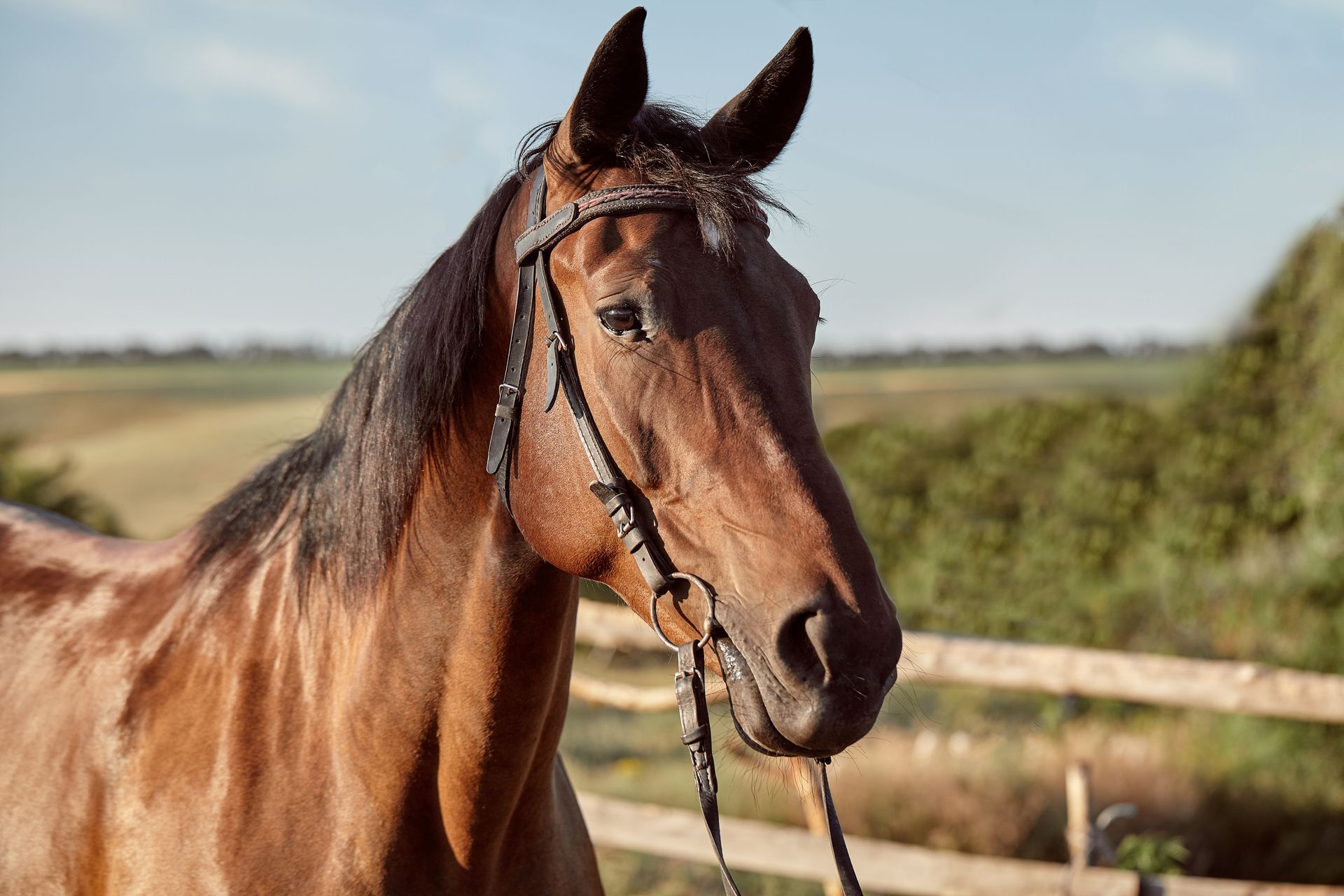 A brown horse wearing a bridle is standing next to a wooden fence.