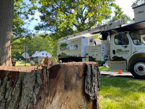 Tree Stump With Vehicle — Scottdale, PA — Stockton Tree Service
