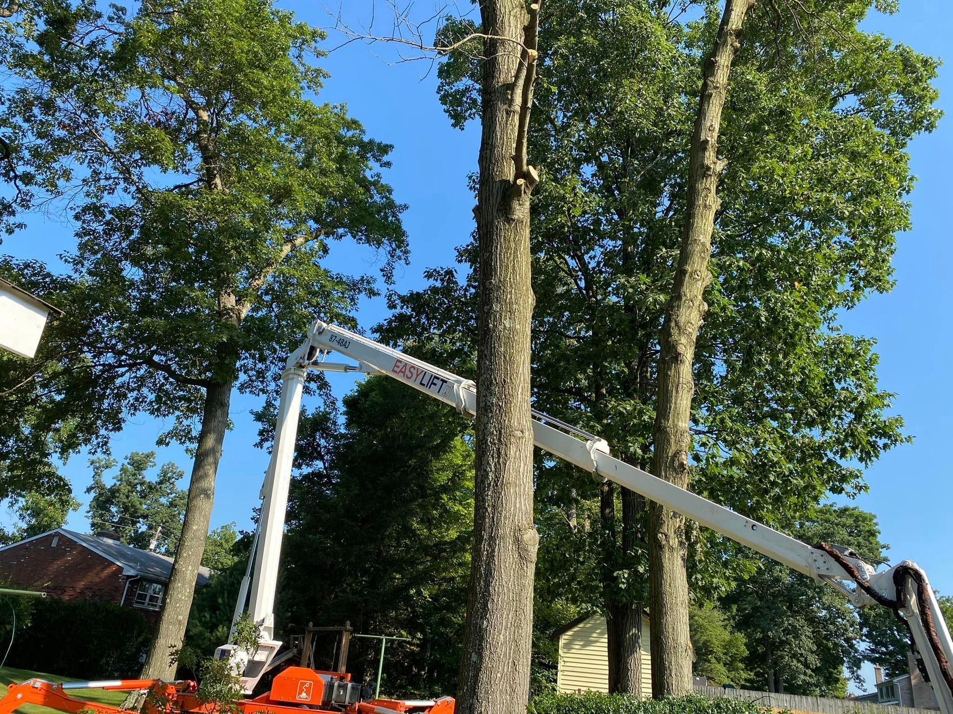 Large Green Tree — Scottdale, PA — Stockton Tree Service