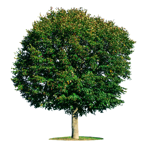 A Good Large Tree — Scottdale, PA — Stockton Tree Service