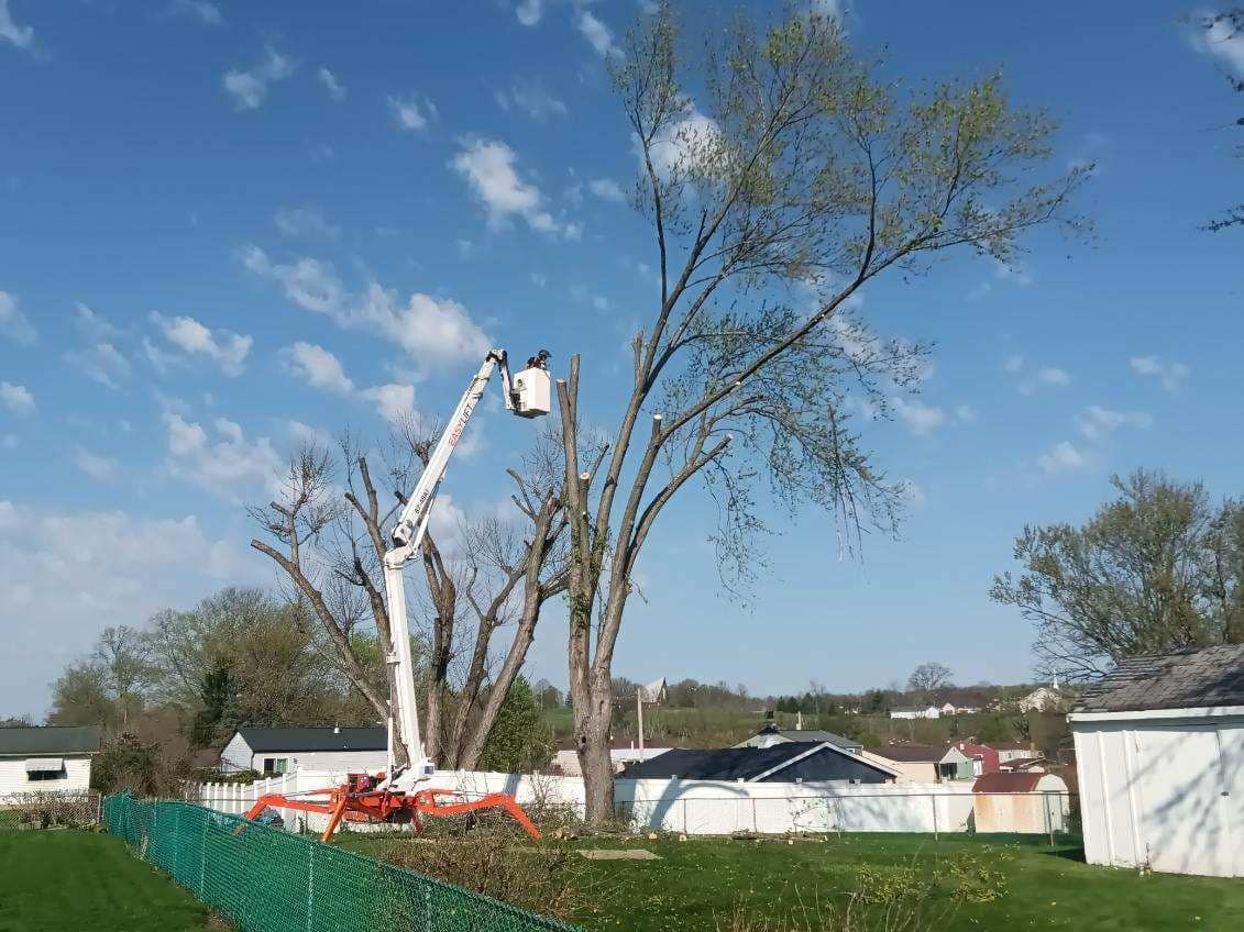 Close Up Of A Cut Down Tree With A Saw And Ax — Scottdale, PA — Stockton Tree Service