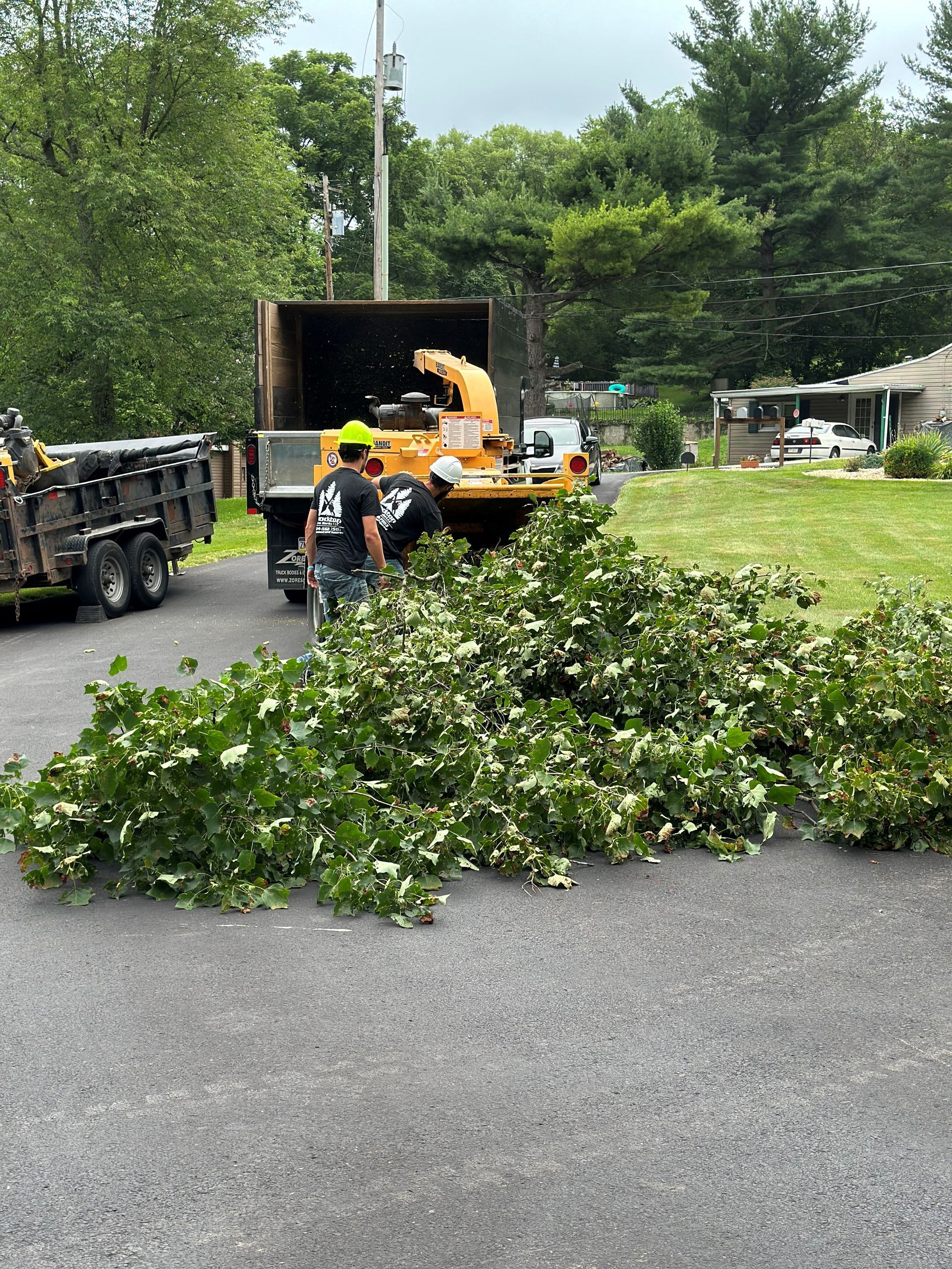 Tree With Many Leaves — Scottdale, PA — Stockton Tree Service