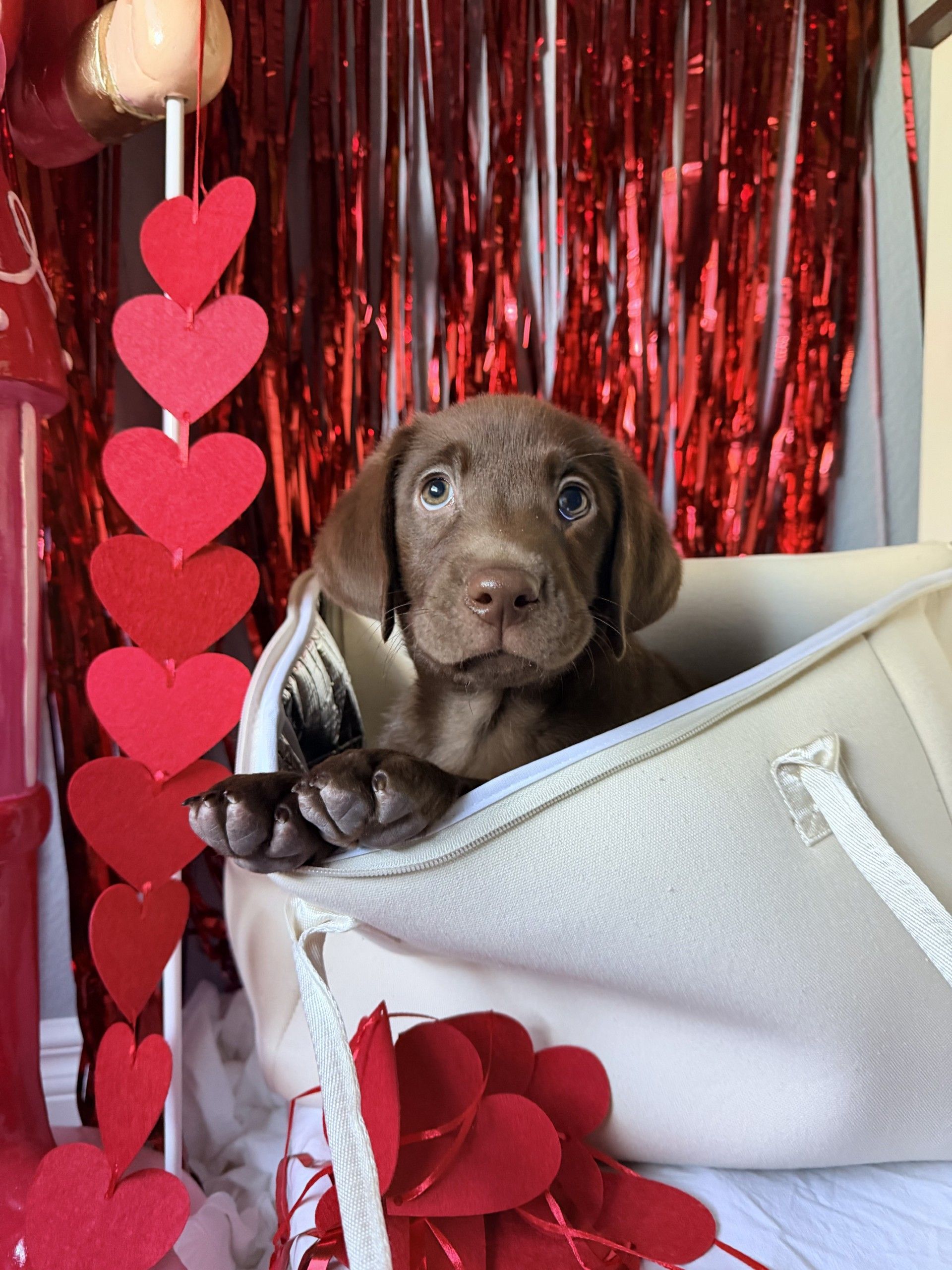 Chocolate lab puppy next to The Stever Co insulated tote bag lifestyle photo