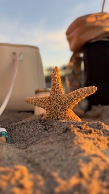 Salt & Stone insulated tote bag by The Stever Co with beach accessories and starfish