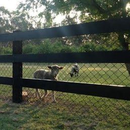 log and chainwire fence