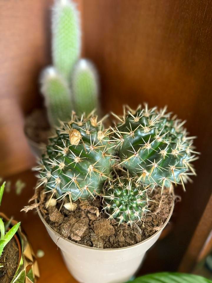 Giardino di cactus in vaso bianco. Include un cactus peloso verde chiaro e diversi cactus verdi spinosi.