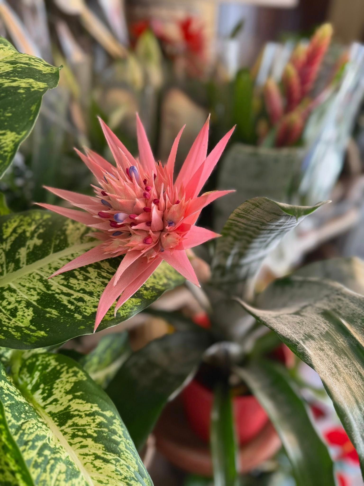 Fiore di bromelia rosa con petali appuntiti, circondato da fogliame verde e bianco.