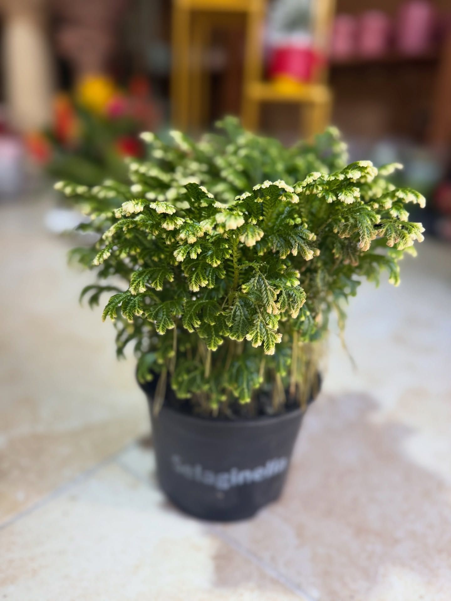 Pianta di Polyscias in vaso con fogliame verde e giallo, collocata in un negozio.