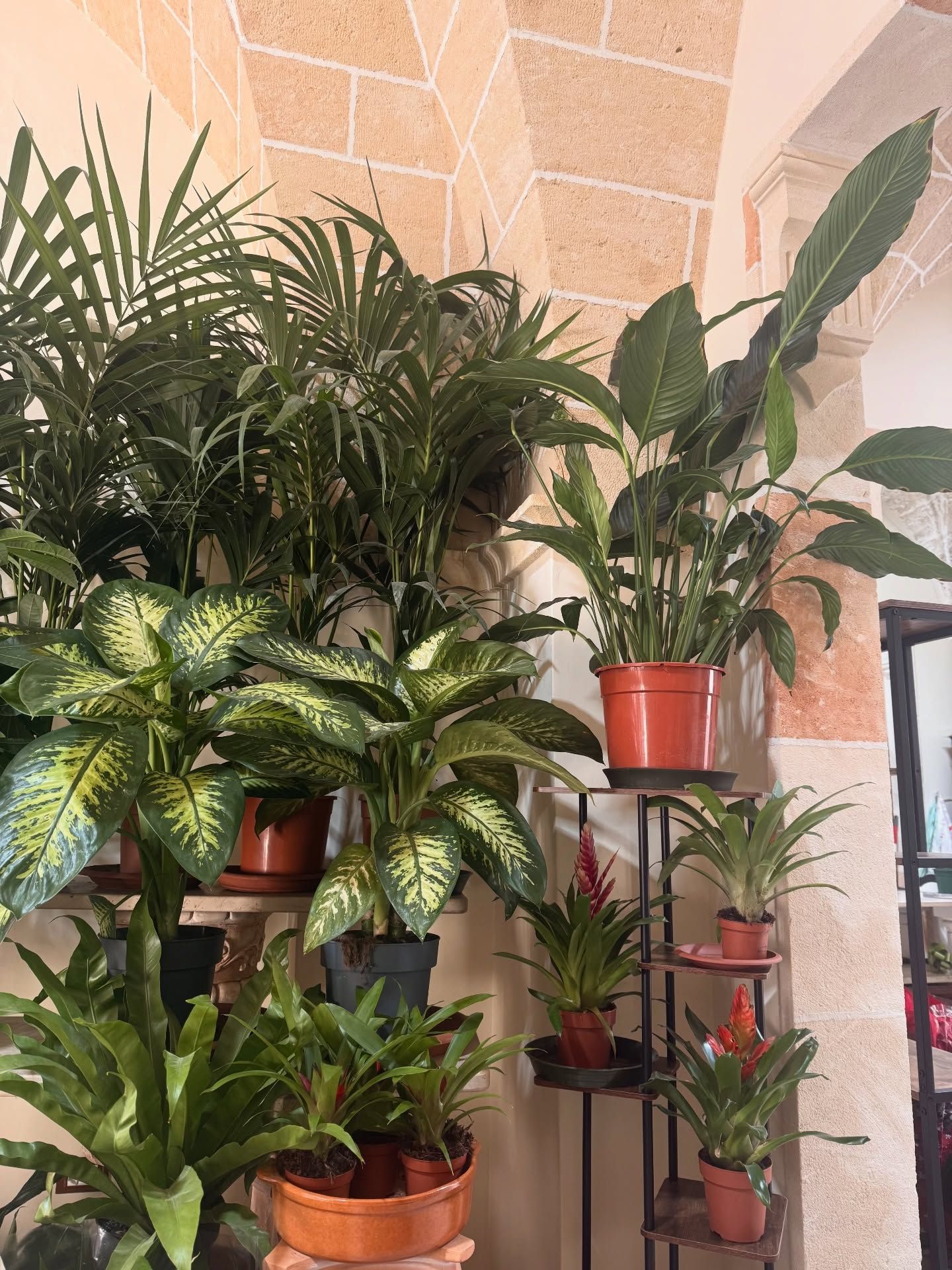 Assortimento di piante in vaso di varie dimensioni e specie, contro una parete beige.