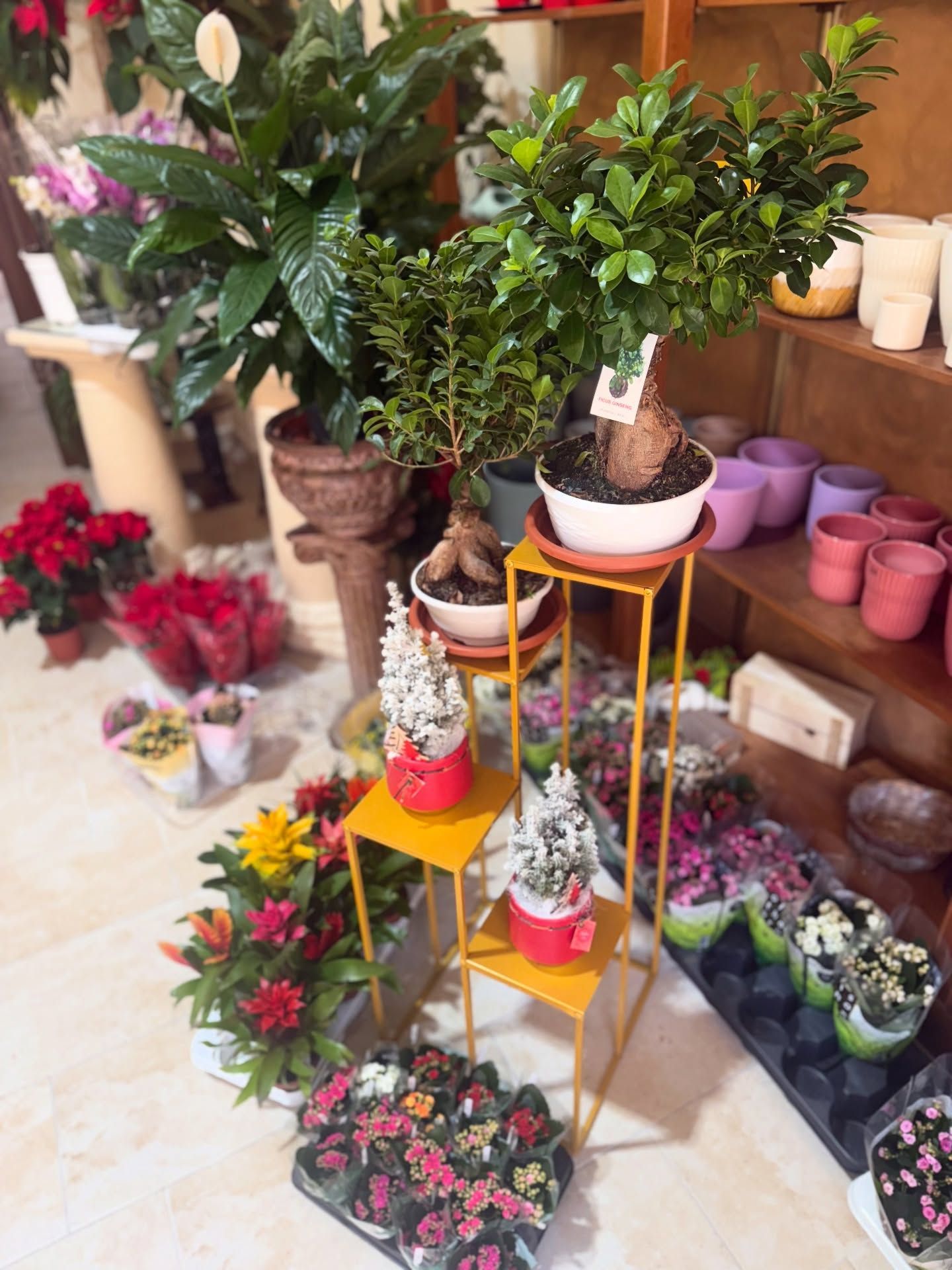 Varie piante in vaso esposte in un negozio, tra cui quelle con fogliame rosso, giallo e verde.