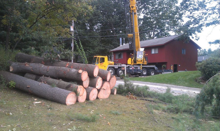 Large difficult tree removal