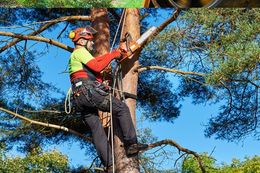 Tree Removal New Bern & Cape Carteret, NC