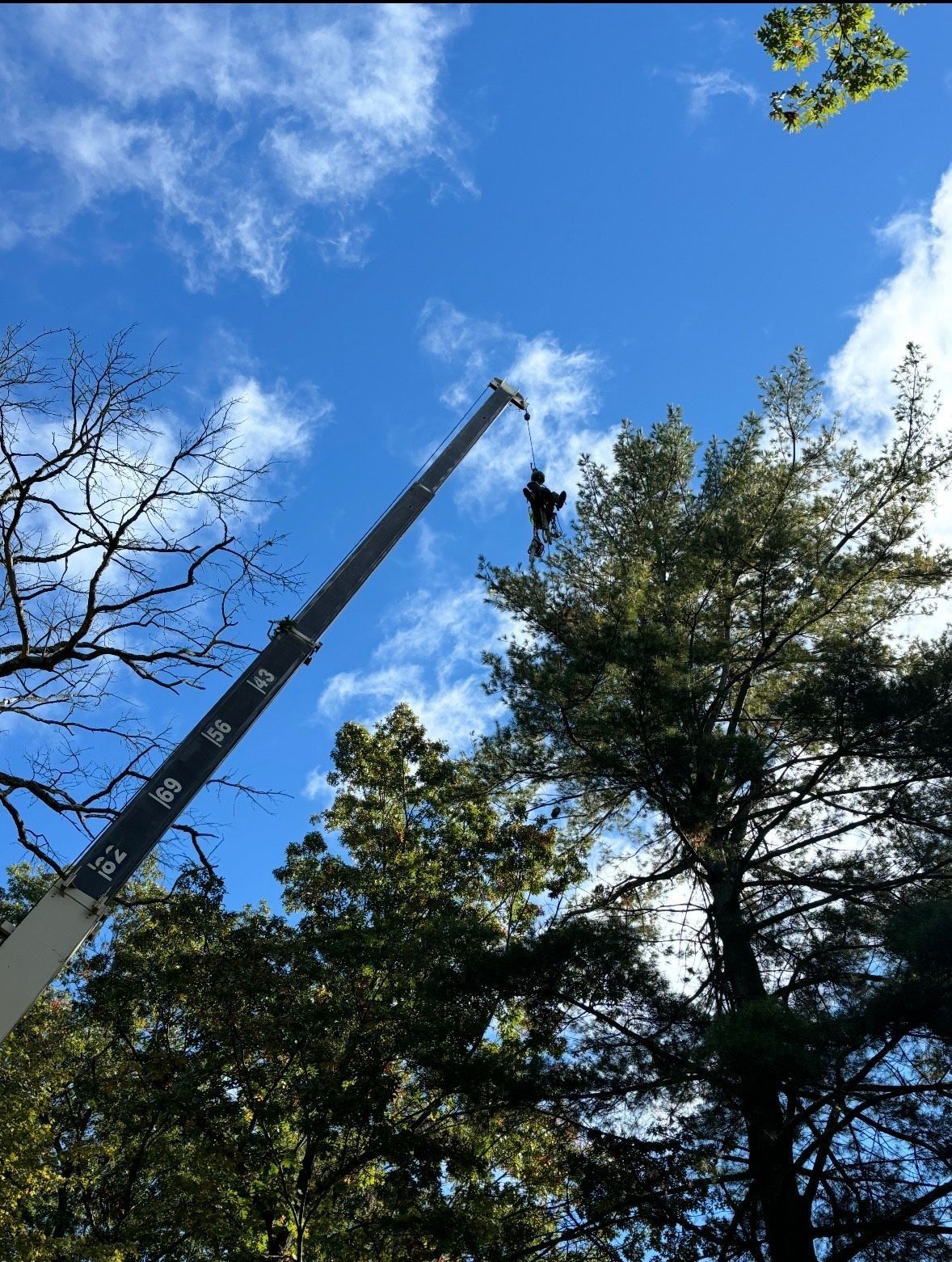 A worker in a crane basket trims branches from a tall tree from Allen's Tree and Fence