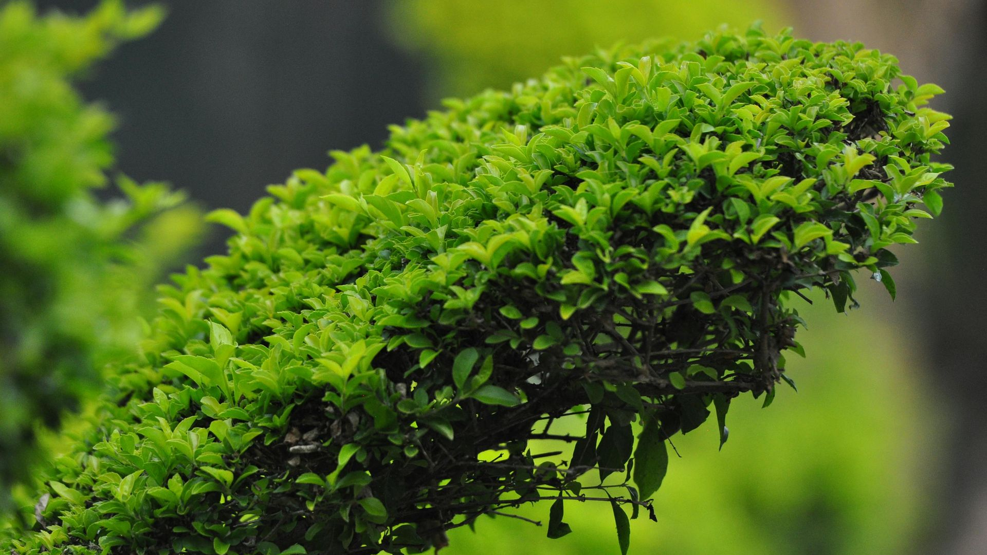 Close-up of a neatly trimmed green bush, with small, vibrant leaves and a blurred background.