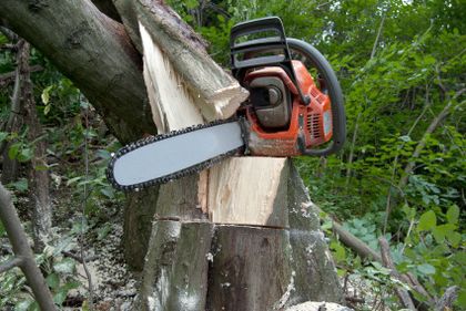 Chainsaw on wood cuttings. Close up