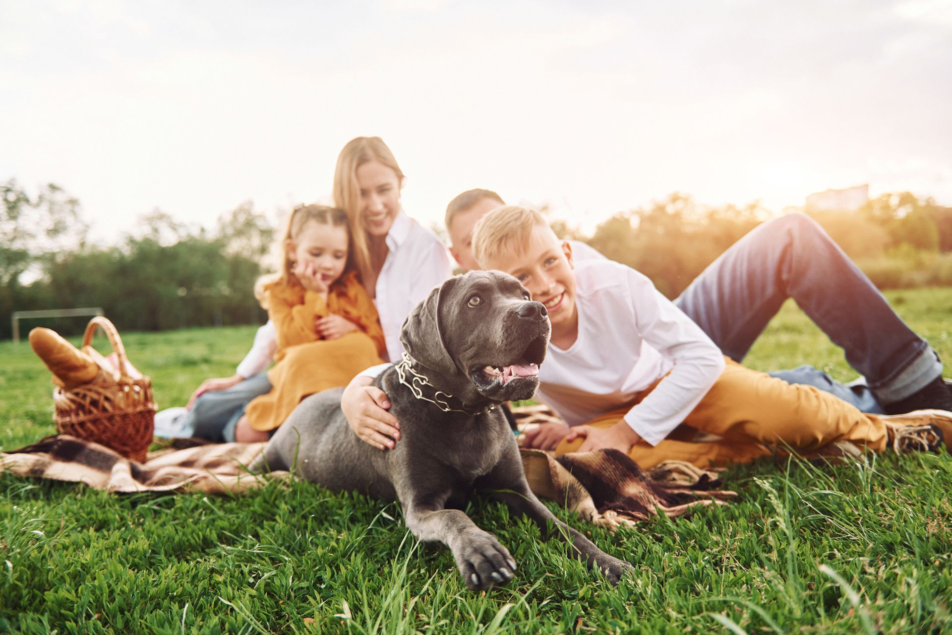 A family sits on a grassy field at sunset with their large gray dog, enjoying a picnic with a basket of bread.
